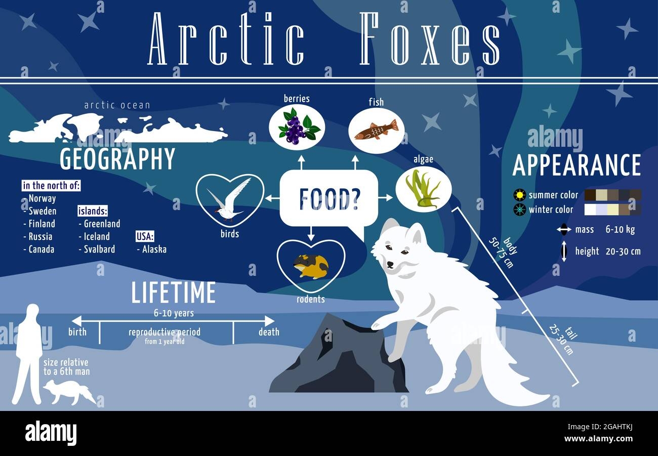 Ready To Use Educational Poster About Arctic Foxes Infographics For Print In A Children S Encyclopedia About Polar Animals Their Lives Stock Vector Image Art Alamy
