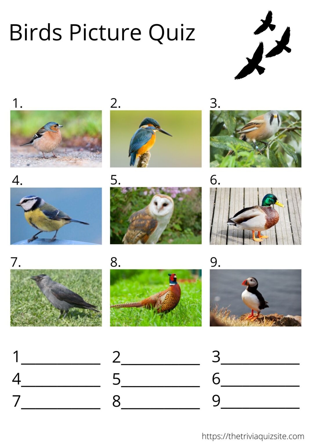 25 Incredible Bird Facts That Help Learning Take Flight